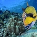 triggerfish_titan_bro_b_ni_h_0581_egy1056.jpg